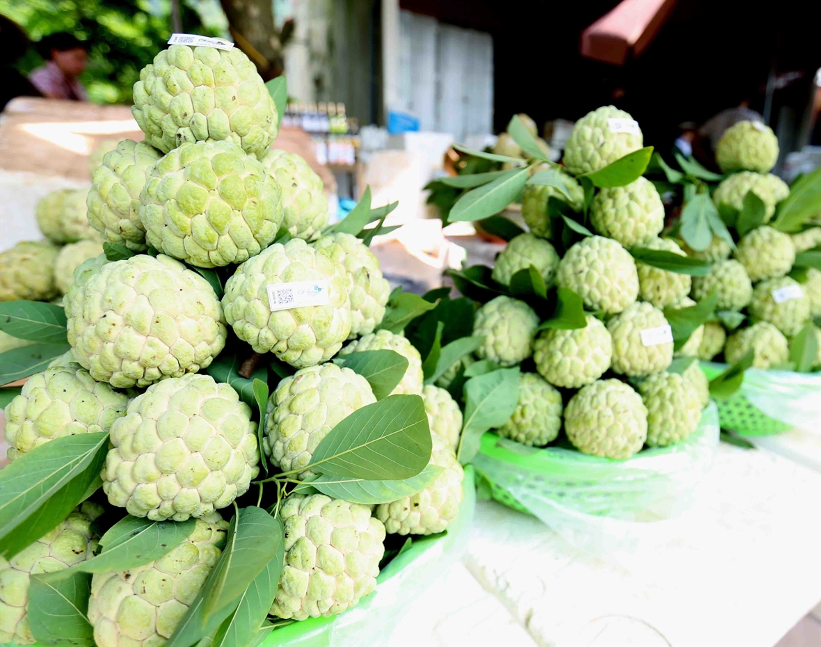 Combo 5kg Na Chi Lăng