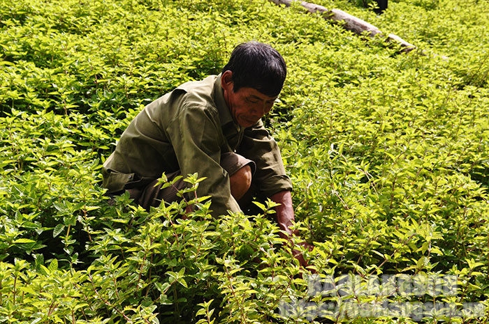 Báo Lạng Sơn